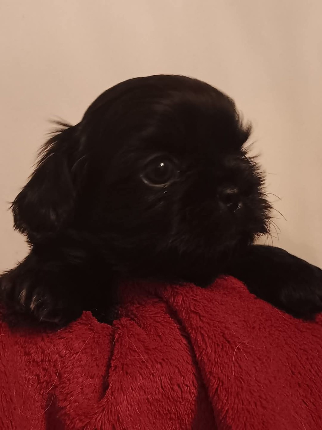 Shih Tzu